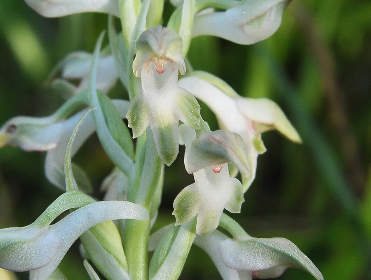 Anacamptis coriophora - apocromatica